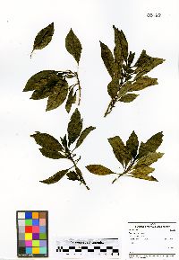 Coprosma ochracea image