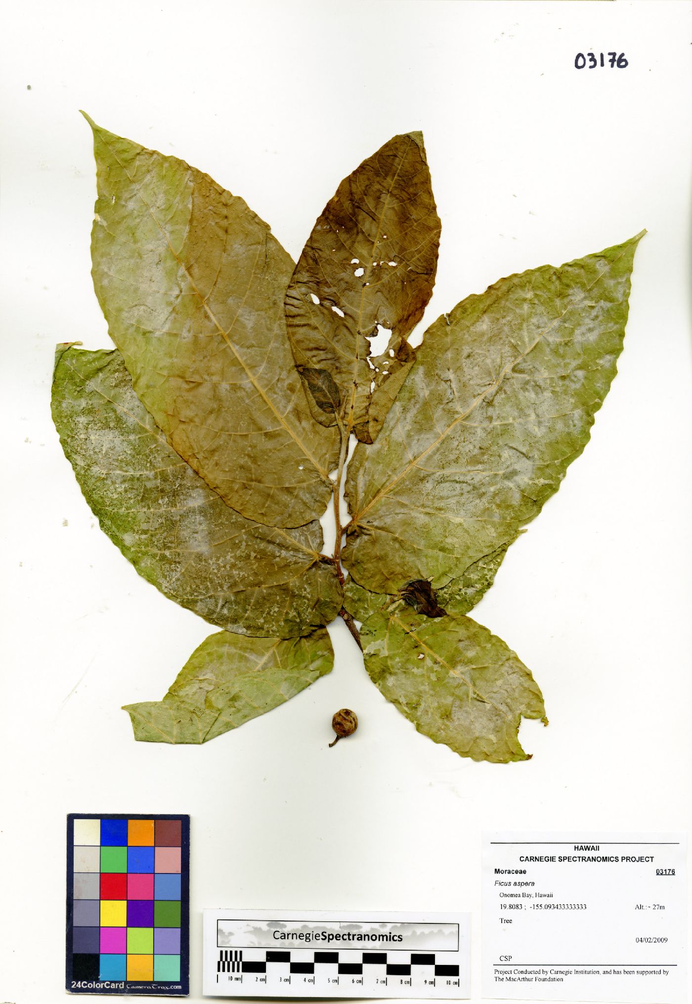 Ficus aspera image