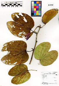 Bauhinia × blakeorum image
