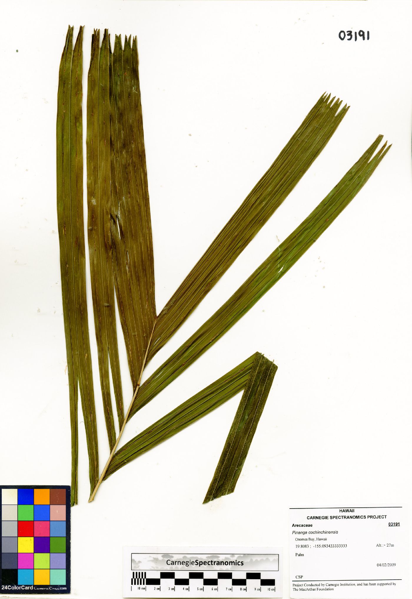 Pinanga sylvestris image