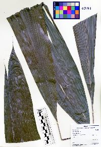 Molineria capitulata image