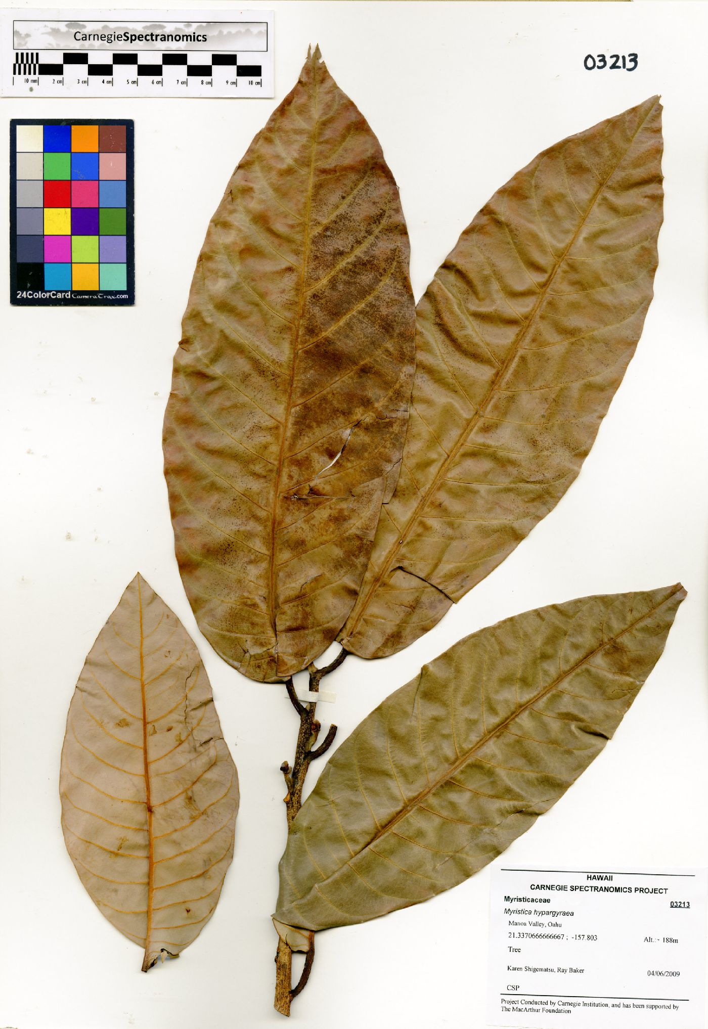 Myristica hypargyraea image