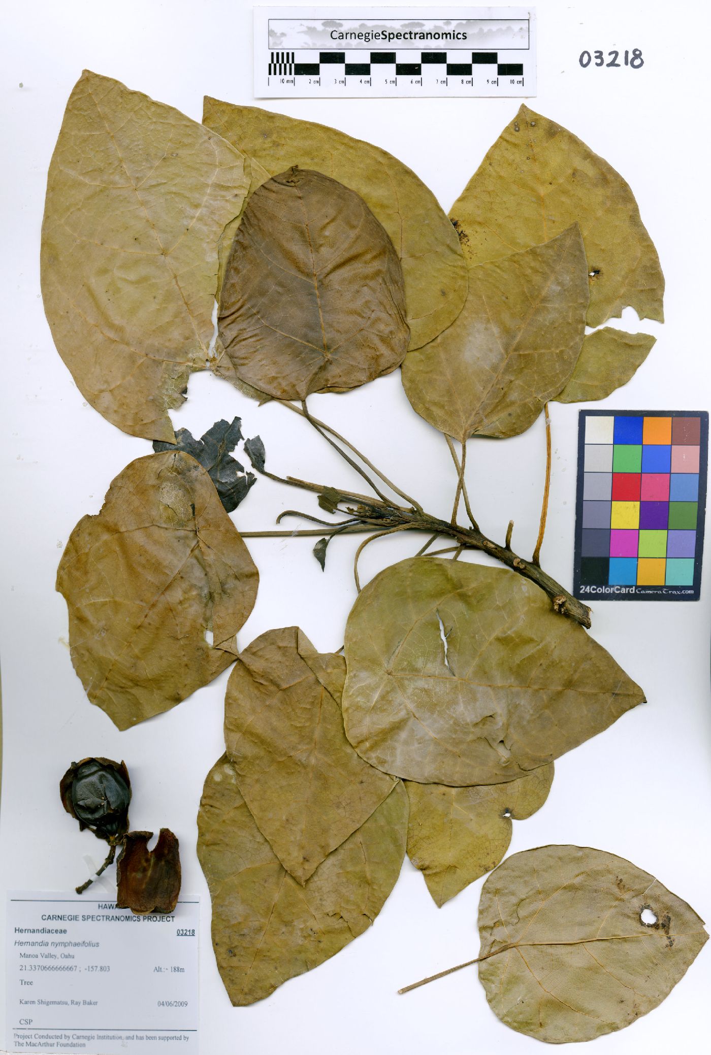 Hernandia nymphaeifolia image