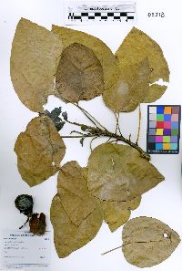 Hernandia nymphaeifolia image