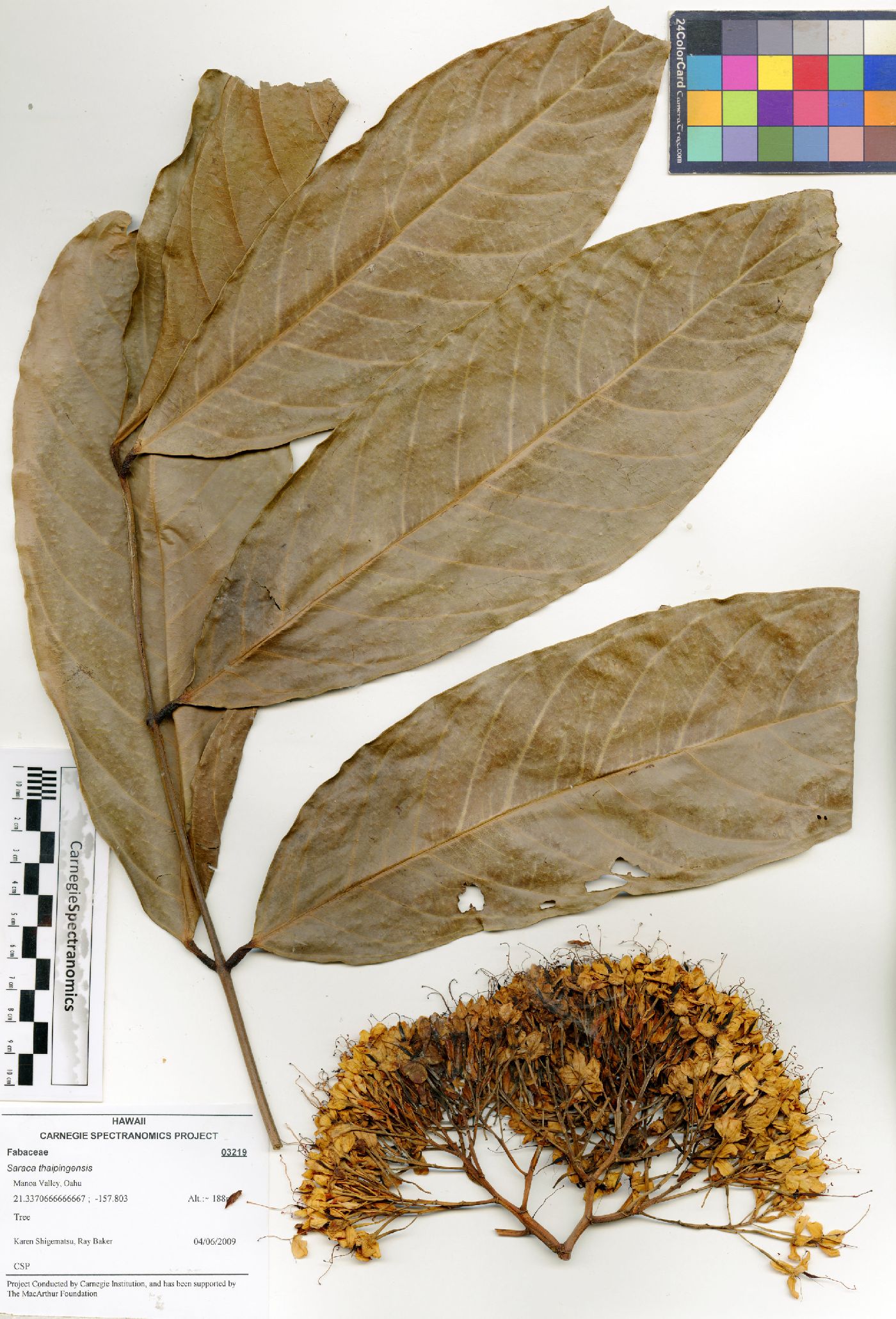 Saraca thaipingensis image