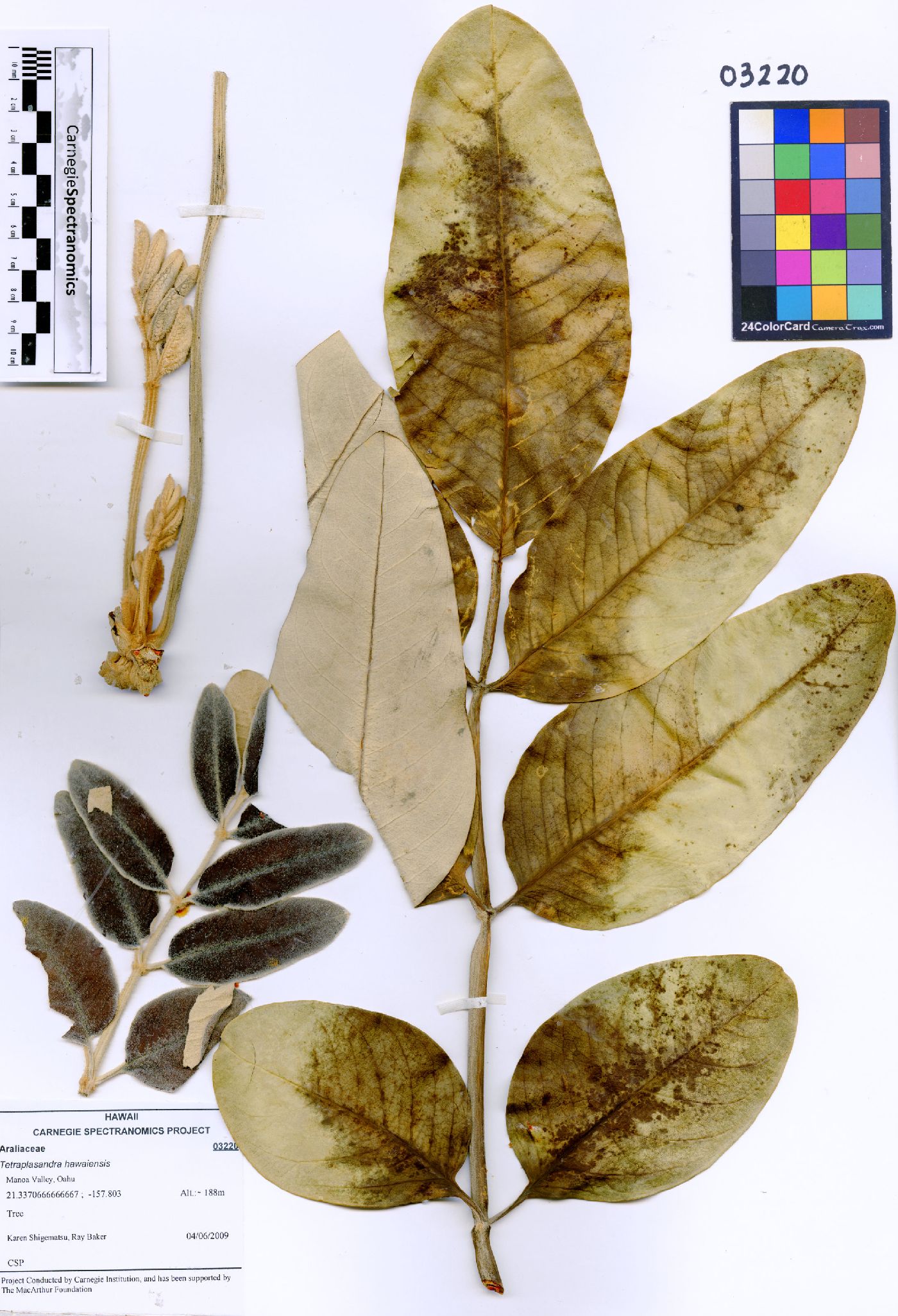 Tetraplasandra hawaiensis image