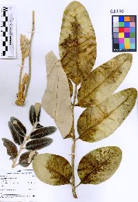 Media resource of Tetraplasandra hawaiensis