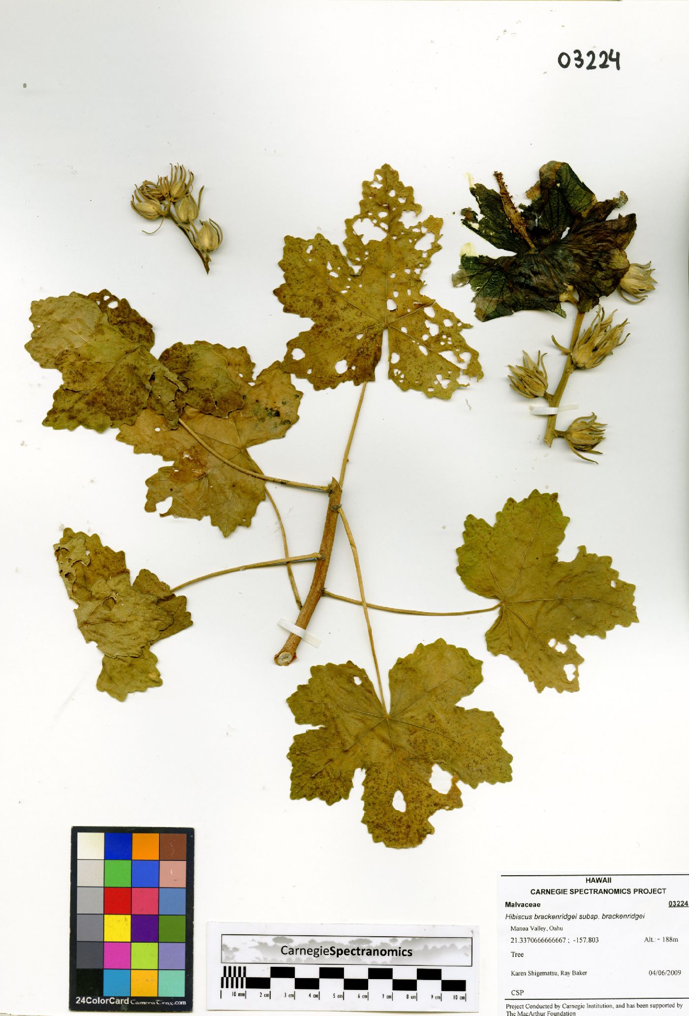 Hibiscus brackenridgei subsp. brackenridgei image