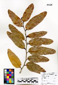 Image of Hydnocarpus anthelminthicus