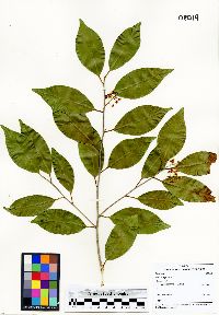 Prunus myrtifolia image