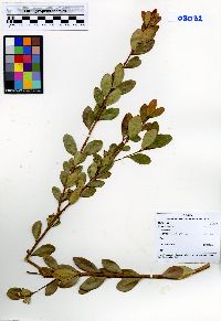 Eugenia foetida image