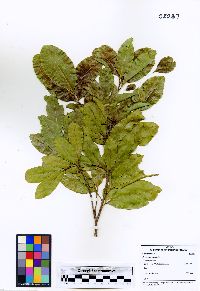 Exothea paniculata image