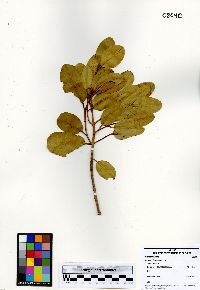 Laguncularia racemosa image