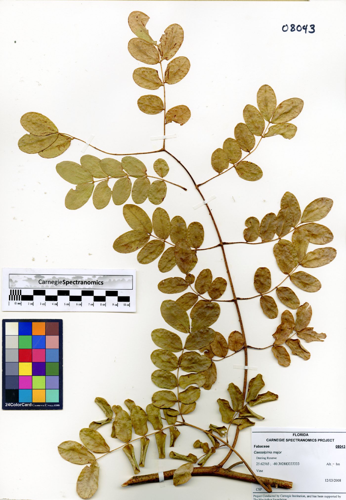 Caesalpinia major image