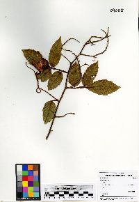 Paullinia pinnata image