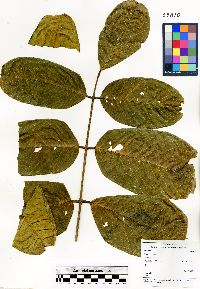 Ormosia krugii image