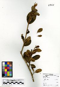 Image of Schlegelia brachyantha
