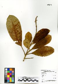 Croton poecilanthus image