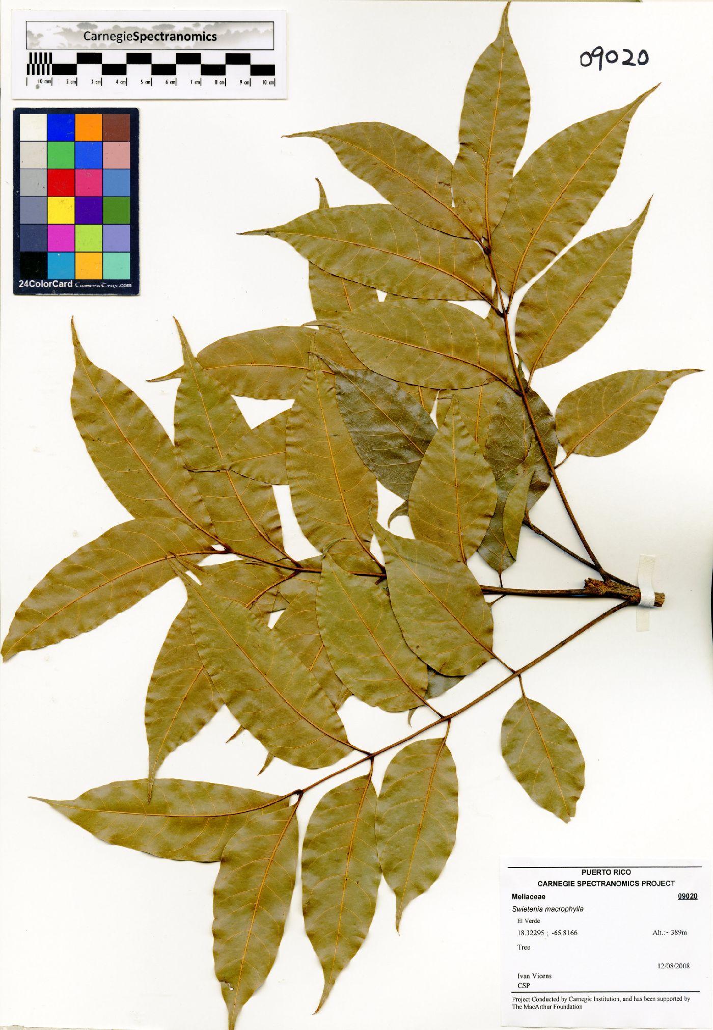 Swietenia image