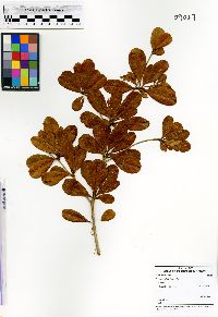 Image of Buchenavia tetraphylla