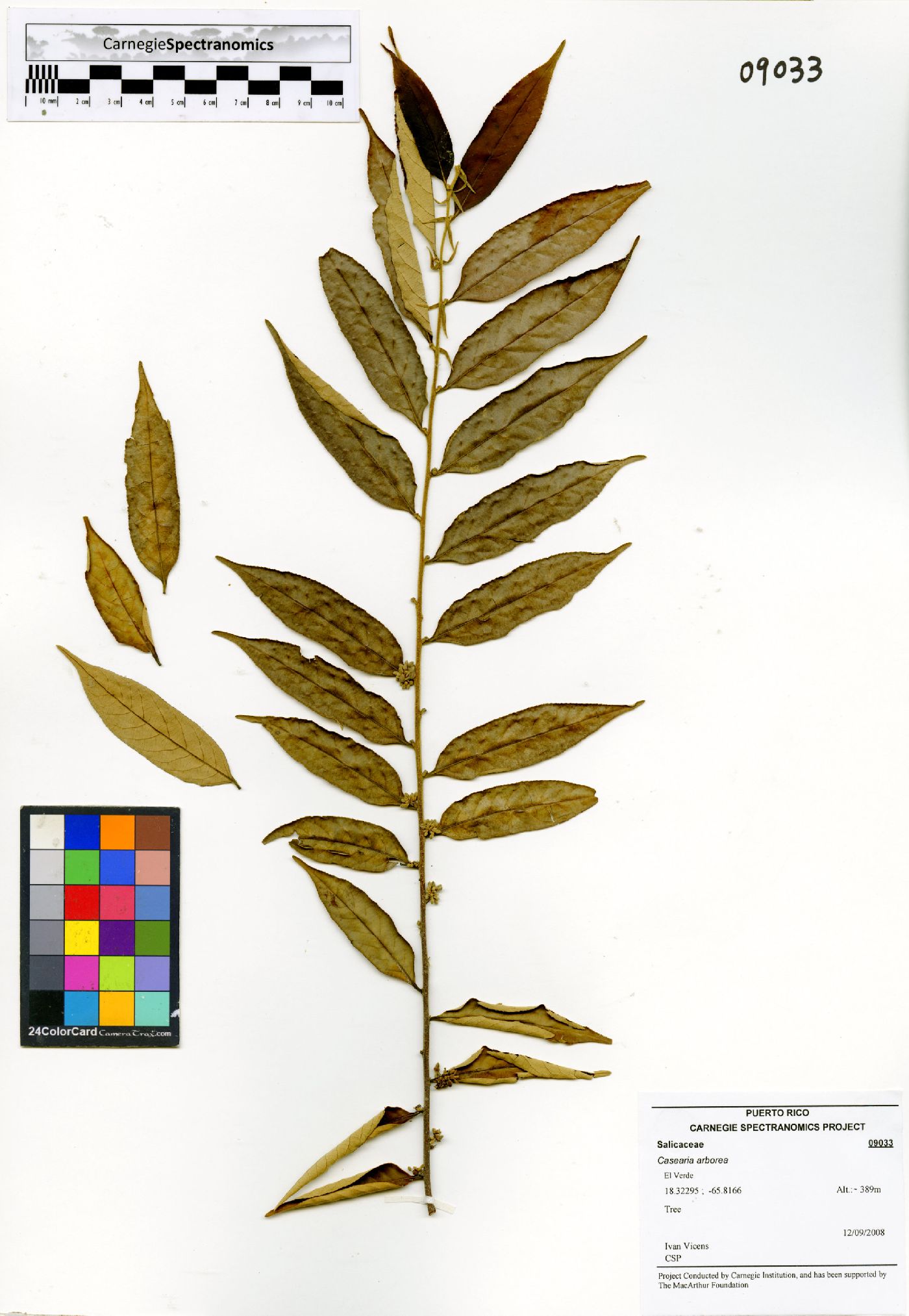 Casearia arborea image