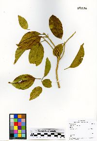 Alchorneopsis floribunda image