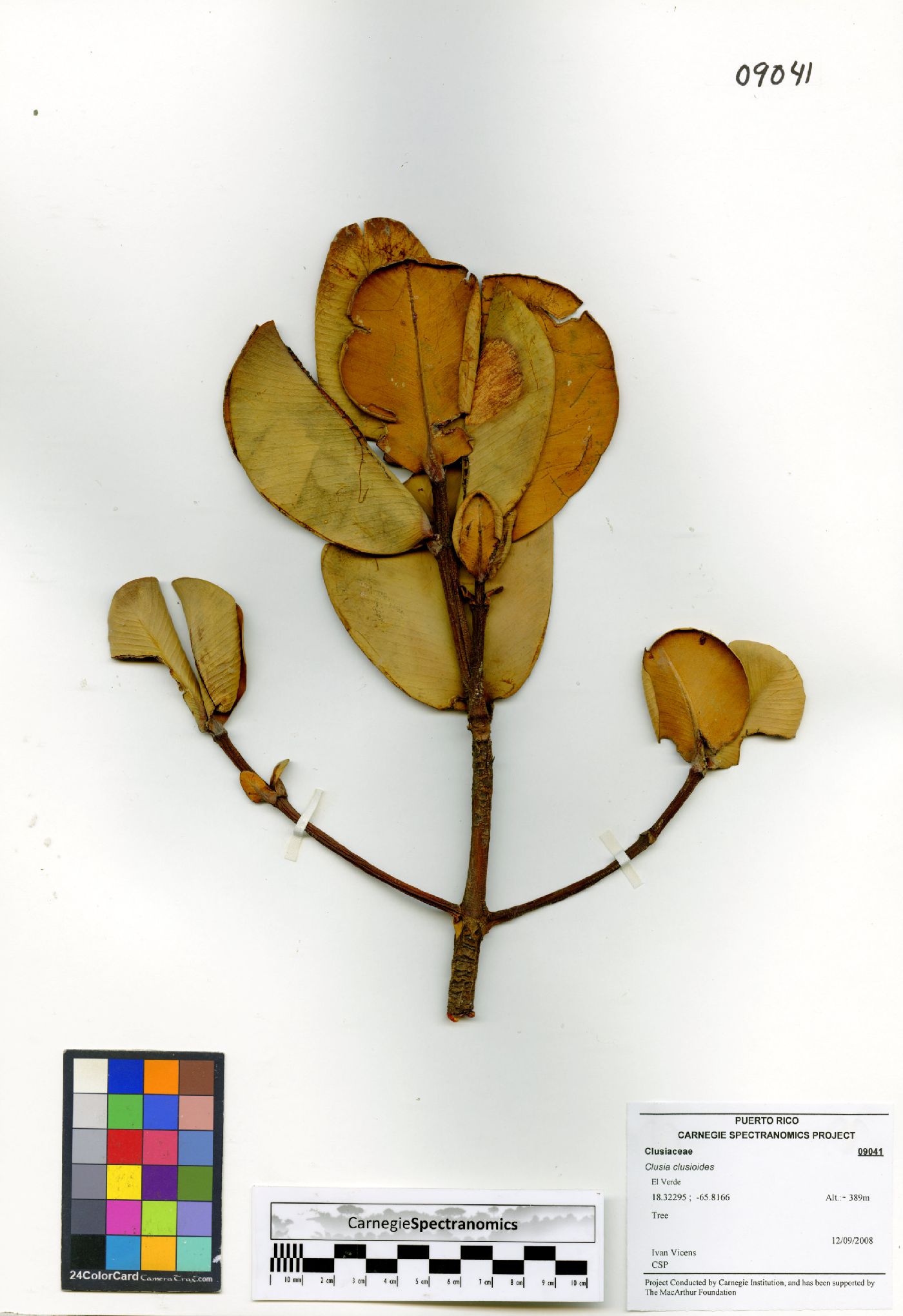 Clusia clusioides image