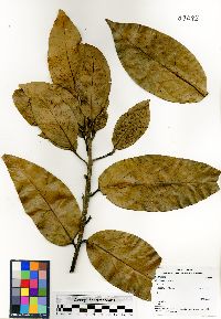 Ocotea leucoxylon image