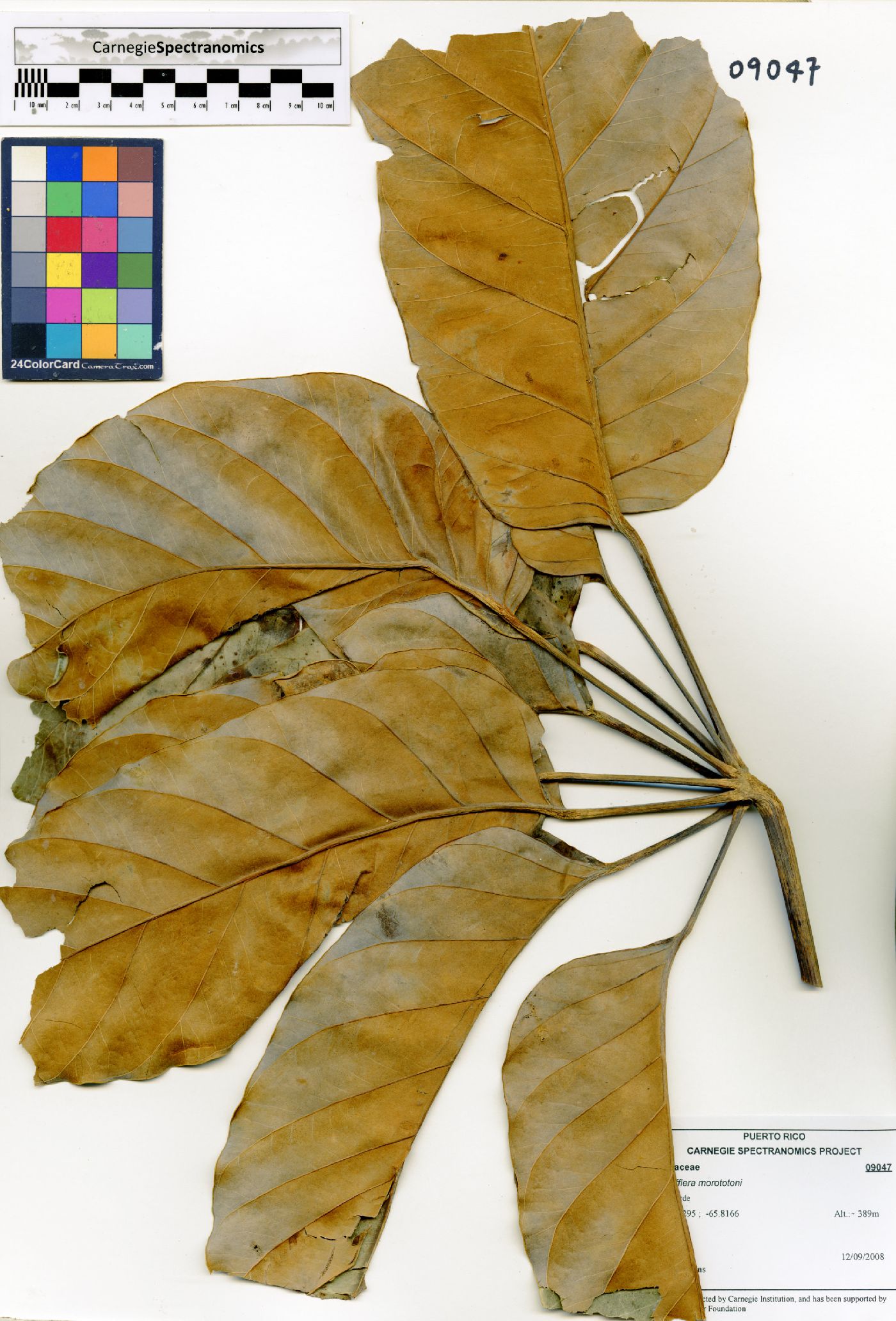 Schefflera morototoni image