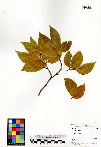 Hymenaea courbaril image