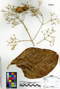 Tectona grandis image
