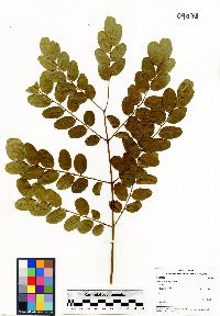 Adenanthera pavonina image