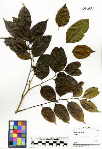 Pterocarpus macrocarpus image