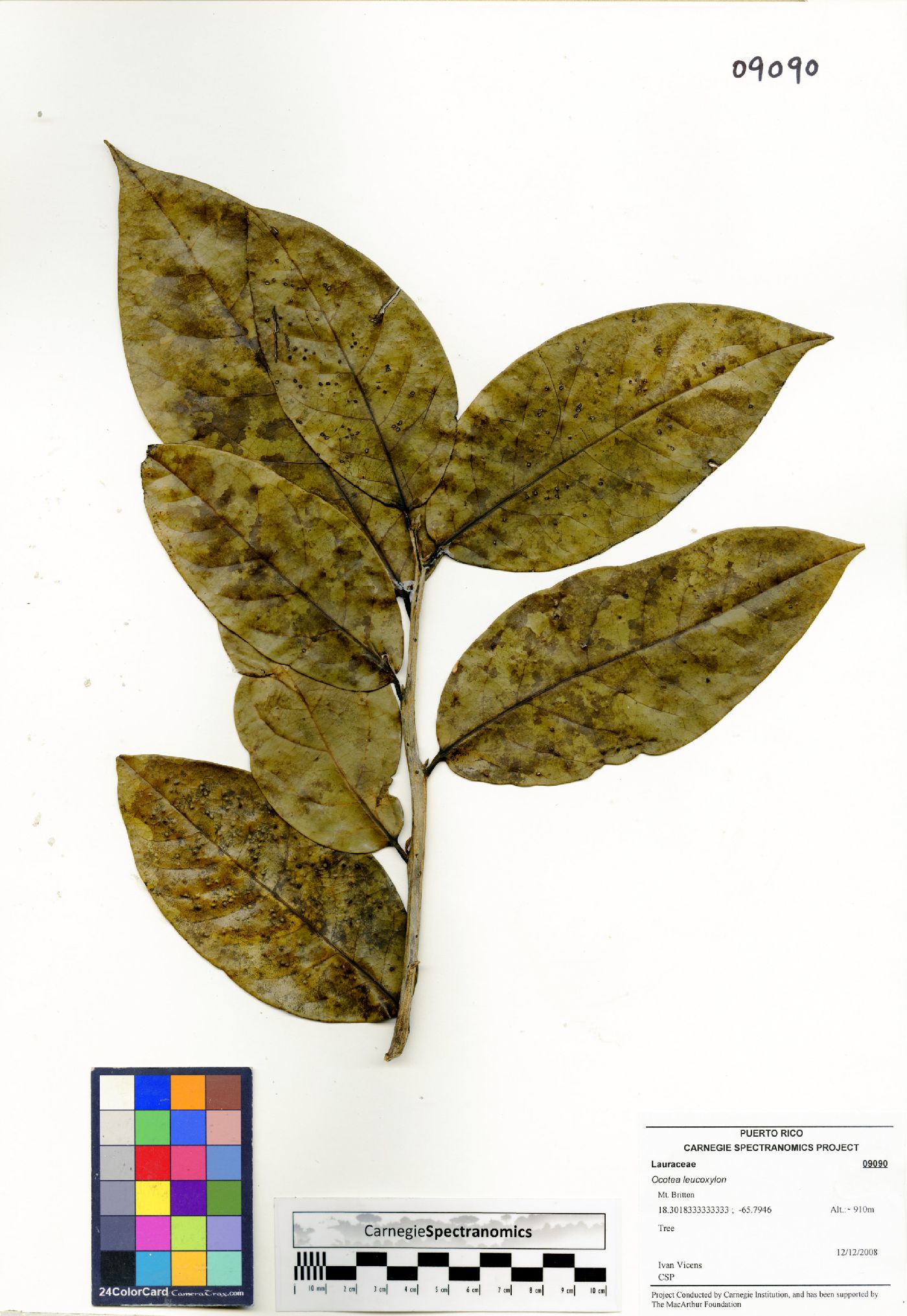 Ocotea leucoxylon image