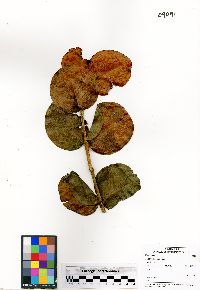 Eugenia borinquensis image