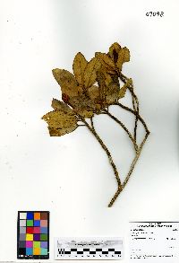 Image Associated With the Occurence