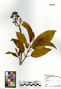 Miconia sintenisii image