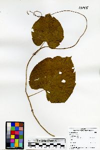 Ipomoea philomega image