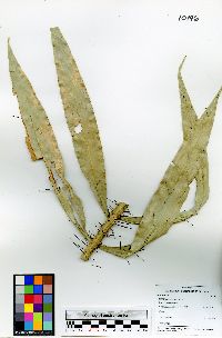 Desmoncus orthacanthos image