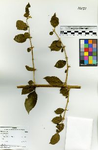 Pisonia aculeata image