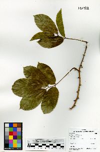 Machaerium floribundum image