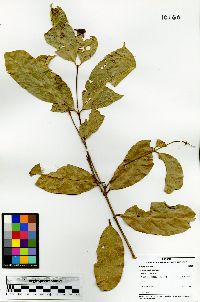 Heteropterys laurifolia image