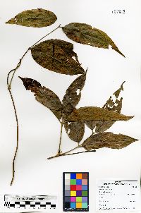 Bronwenia cornifolia image