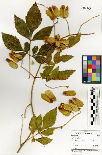 Serjania cornigera image