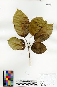 Tabebuia rosea image