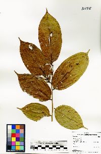 Pterocarpus rohrii image