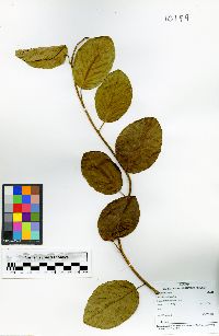 Image of Bonamia maripoides
