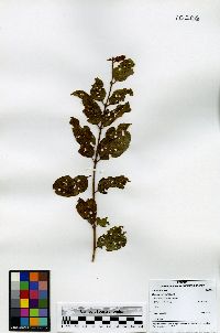 Combretum fruticosum image