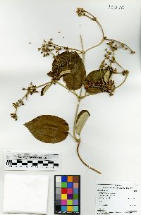 Media resource of Stigmaphyllon hypargyreum