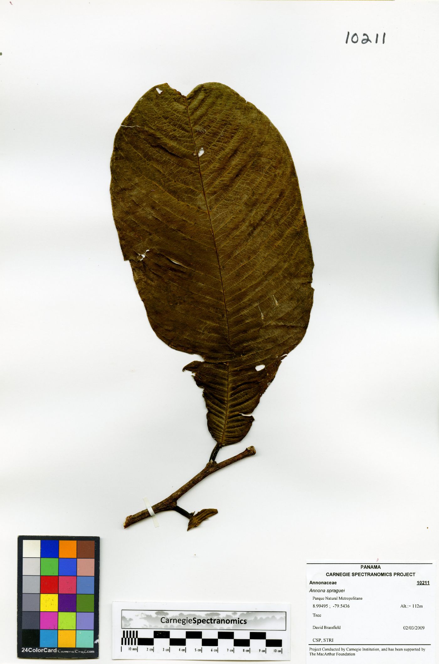 Annona spraguei image